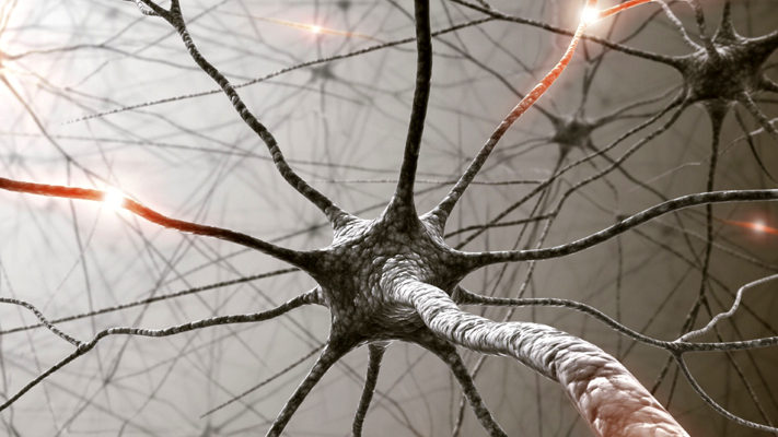 Neuroscience Dreamstime 10318767