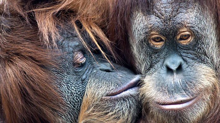 Kunnen apen een merkvoorkeur ontwikkelen iStock-538774189